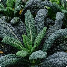 Lacinato Kale – Organic