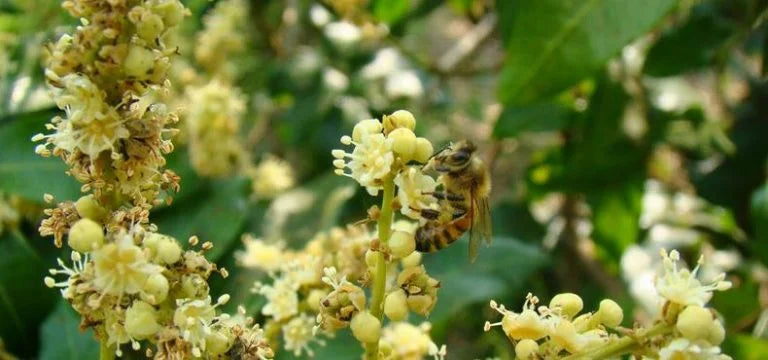 Longan Honig Chian Mai Bio