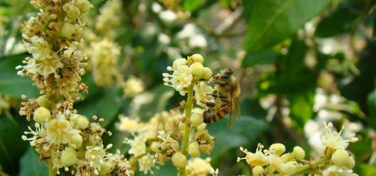 Longan Honey Chian Mai organic