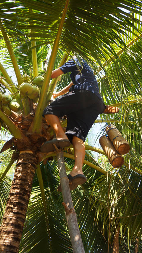 น้ำตาลมะพร้าวธรรมชาติ