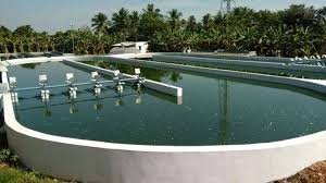 Organic Spirulina Powder