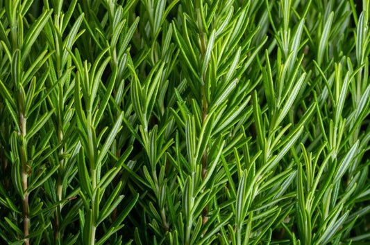 Rosemary organic Thai local 20 g - Real - Food.shop