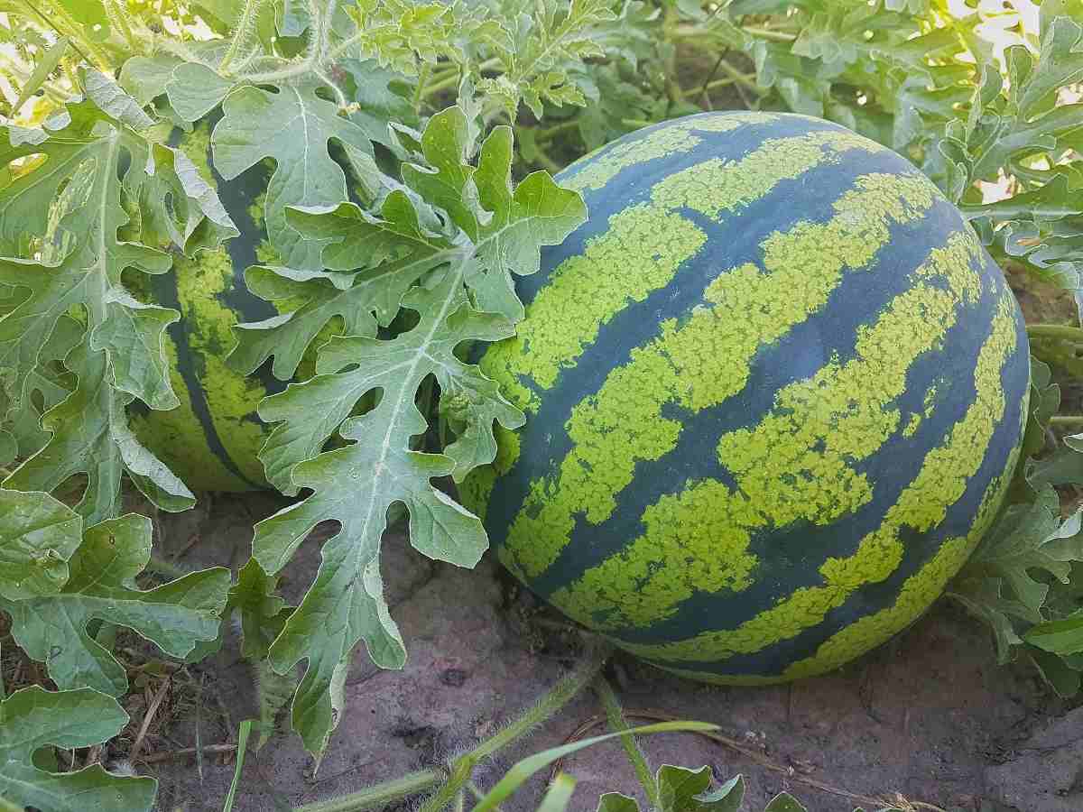 Watermelon Organic, locally grown 3 to 3.5 kg - Real - Food.shop