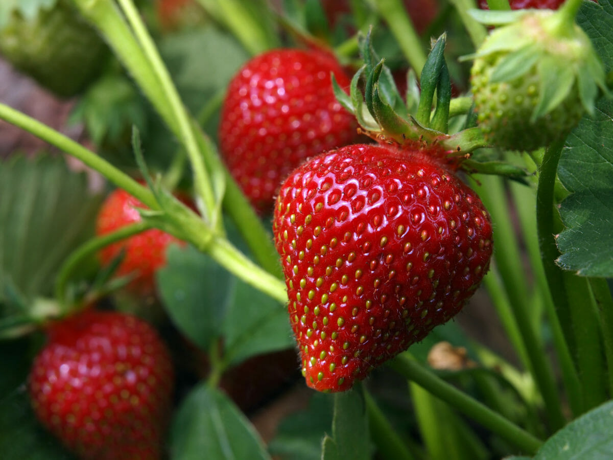 Thailändische Erdbeeren, Chiang Mai, frei von Chemikalien, 250 g