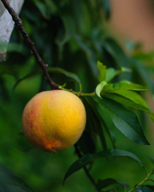 Peaches, northern Thailand,  GAP quality, 1 portion is ca. 1 kg