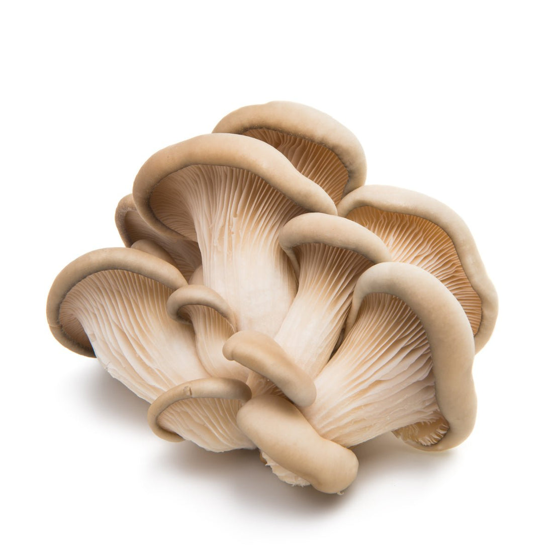 7 Impressive Health Benefits of Oyster Mushrooms - Real-Food.shop