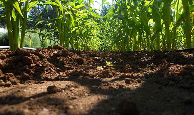 Healthy soils produce more nutrient dense food - Real-Food.shop