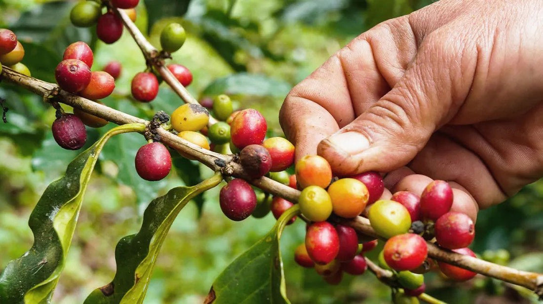 Non-chemical pest management in organic coffee as effective and more profitable than chemical pest control - Real-Food.shop