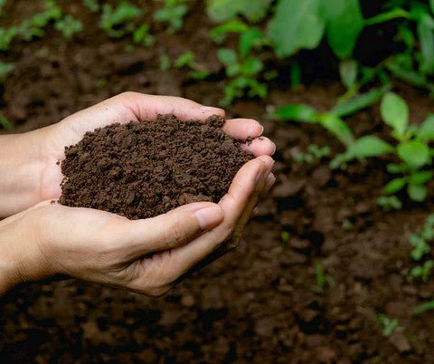 Organically managed land contains beneficial soil microbes that can control soil diseases - Real-Food.shop