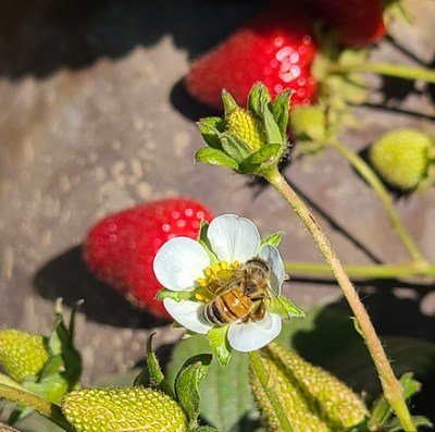 Planting additional crops with strawberries benefit quality and bees - Real-Food.shop