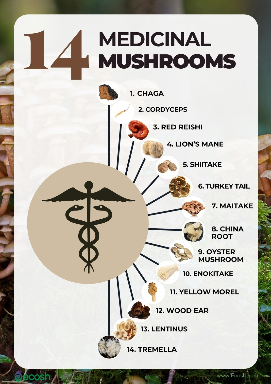 The Marvels of Mushrooms: Unveiling Their Health Secrets - Real-Food.shop