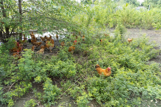 Why Organic Free-Range Chicken Farming is Important - Real-Food.shop