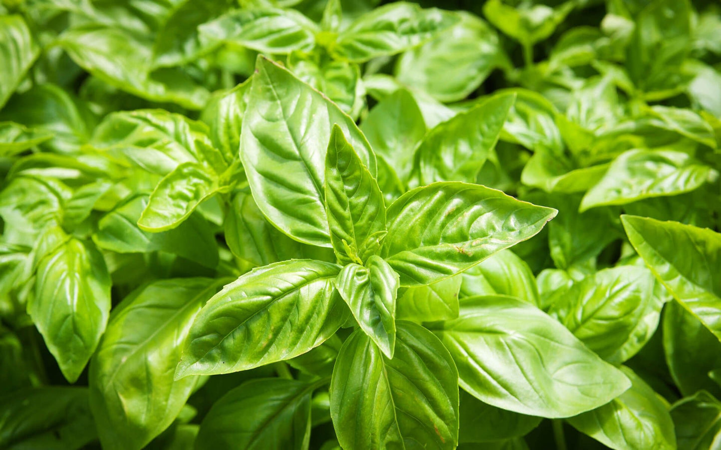 Basil, Italian, Organic, Thai - Real - Food.shop