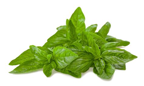 Basil, Italian, Organic, Thai - Real - Food.shop