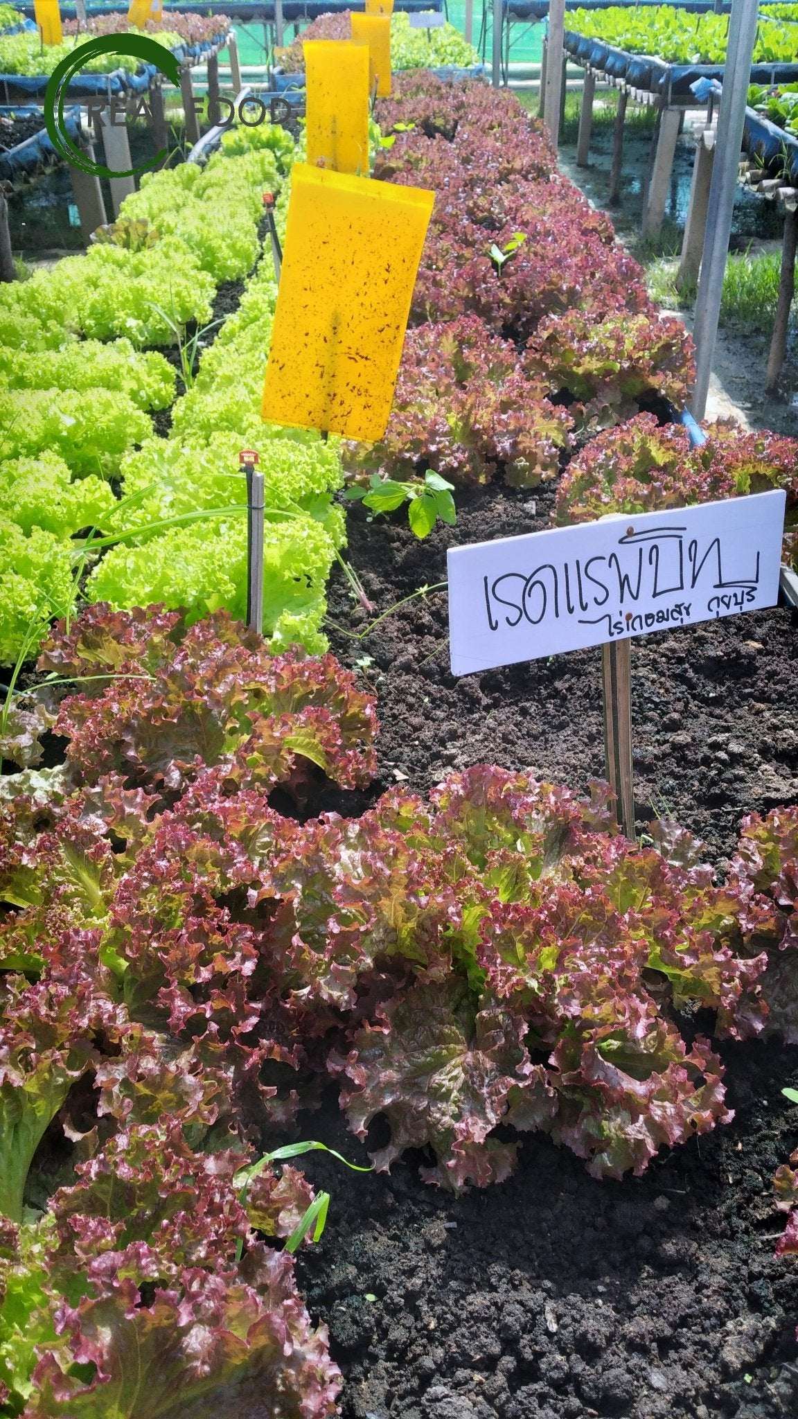 Batavia, Red, Lettuce, organic, ca. 500 g, Salad - Real - Food.shop