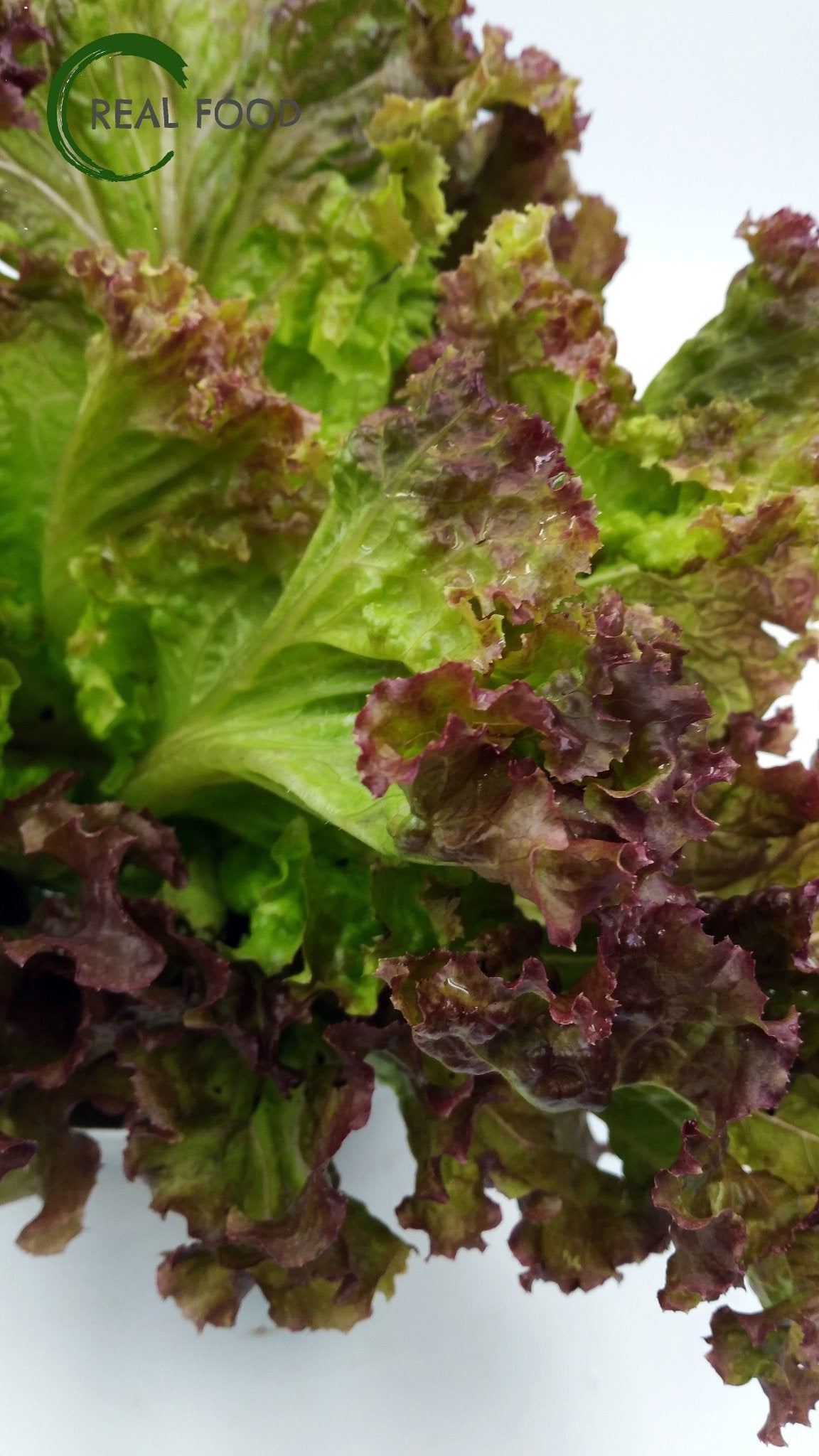 Batavia, Red, Lettuce, organic, ca. 500 g, Salad - Real - Food.shop