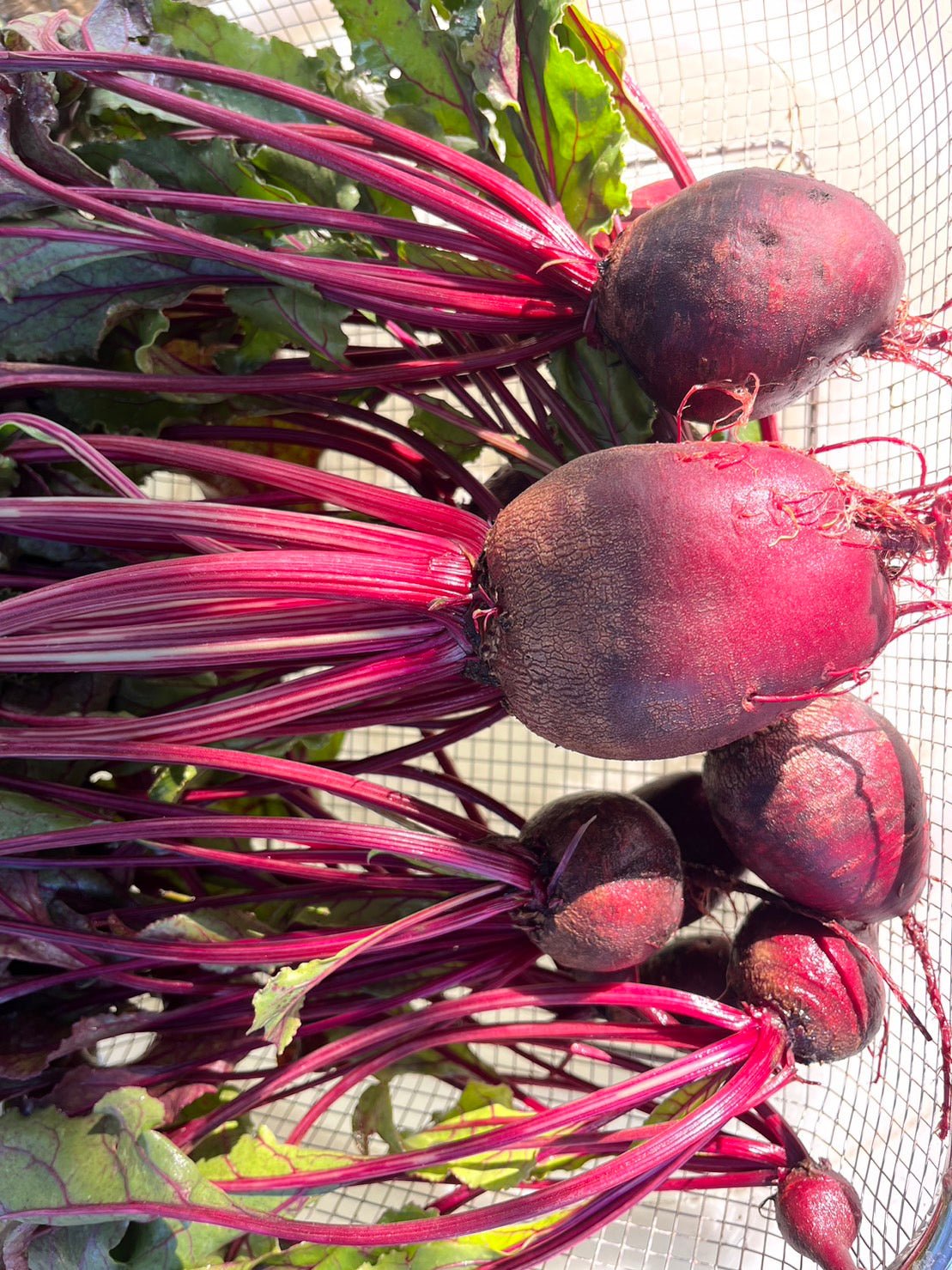 Beetroot, Heirloom, Organic, Thai. - Real - Food.shop