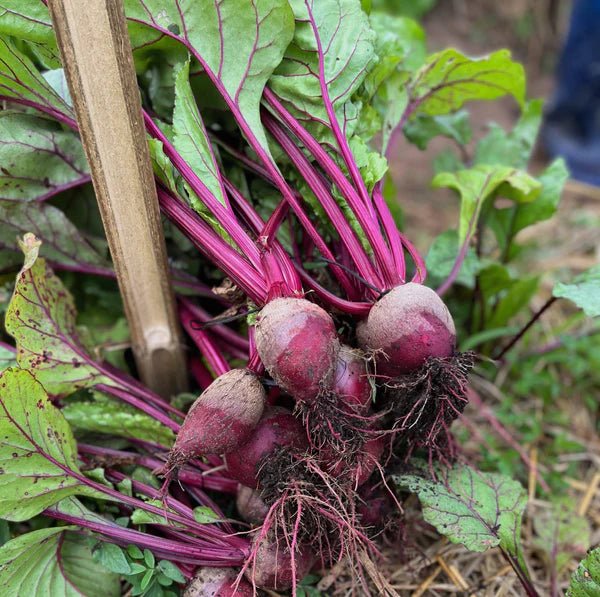 Beetroot, Heirloom, Organic, Thai. - Real - Food.shop