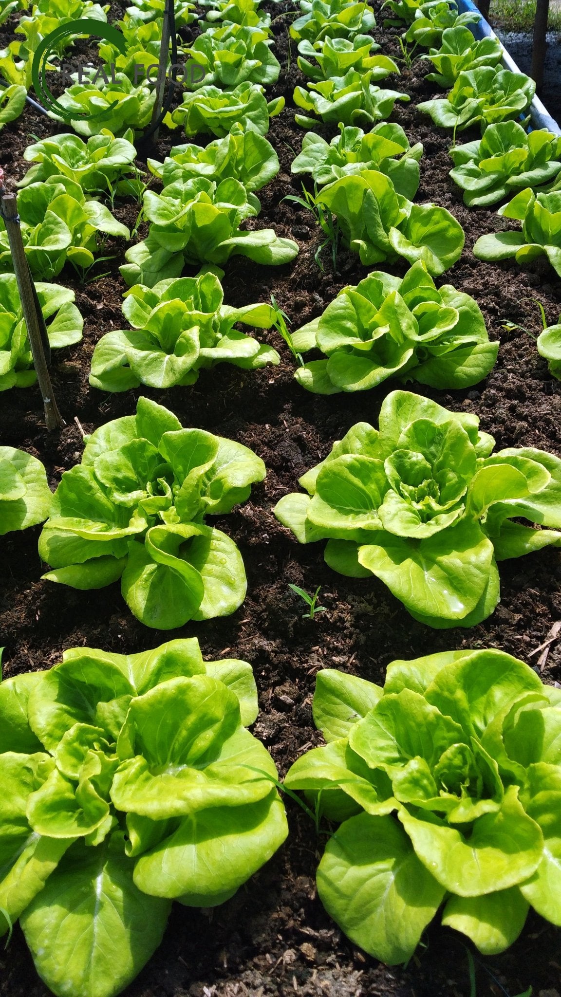 Butterhead, Lettuce, Organic - Real - Food.shop