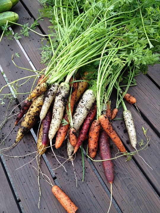 Carrots, Heirloom, Baby, Mixed, Organic, - Real - Food.shop