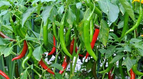 Chillies, thai, organic, medium size, medium, hot, ca. 200 g - Real - Food.shop