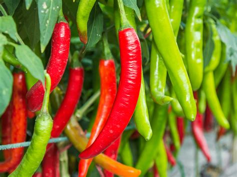 Chillies, thai, organic, medium size, medium, hot, ca. 200 g - Real - Food.shop