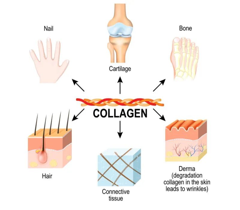 Collagen Peptides from marine source, 100% pure - Real - Food.shop