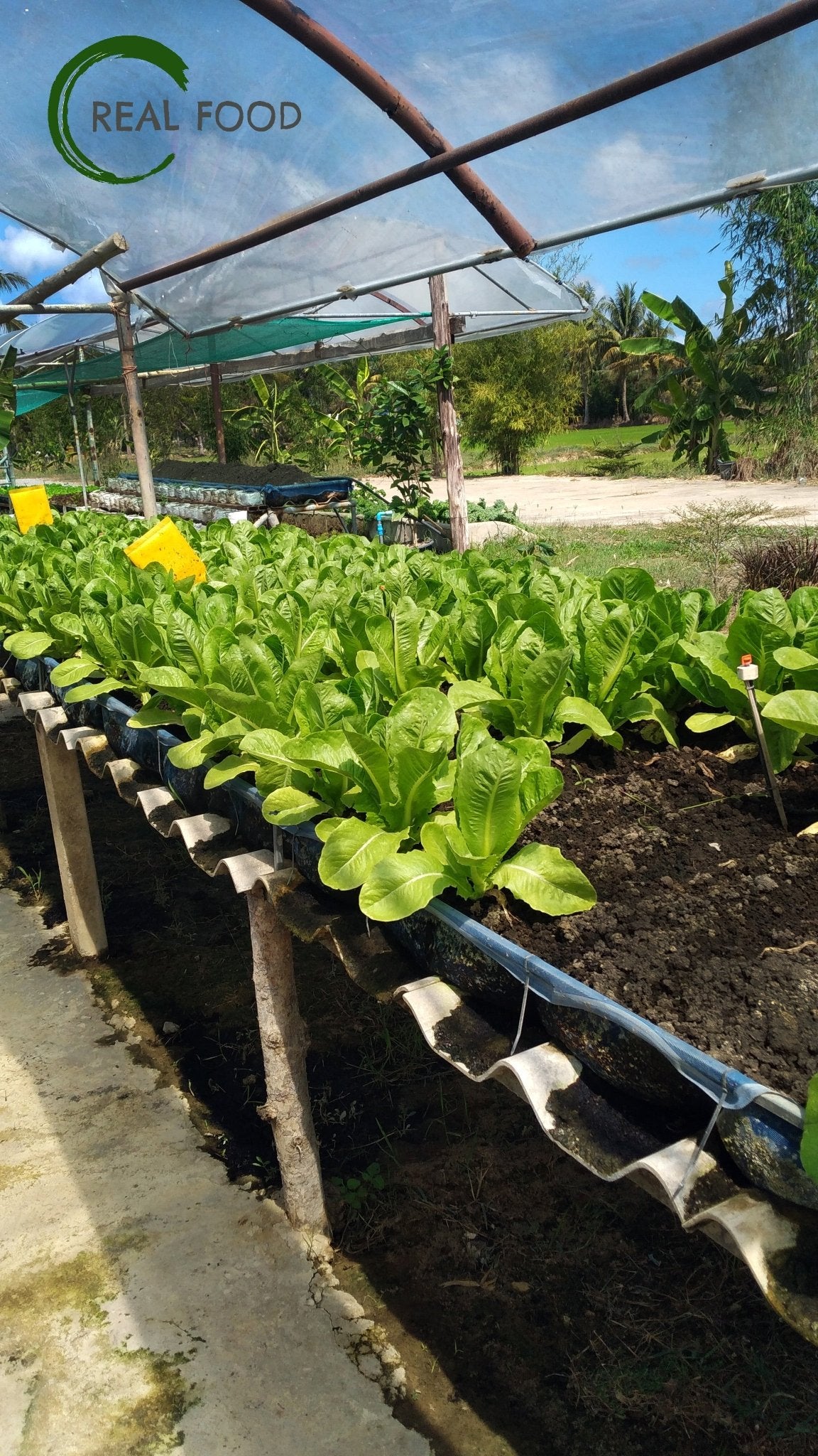 Cos Lettuce, organic, ca. 250 g, Salad - Real - Food.shop