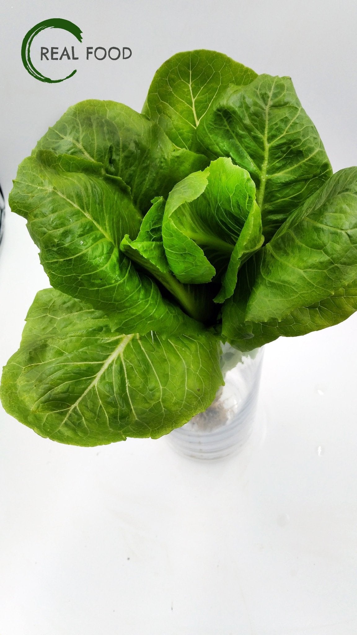 Cos Lettuce, organic, ca. 250 g, Salad - Real - Food.shop