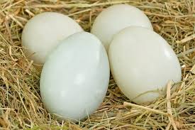 Eggs, Duck, Organic, Free Range, 10 pc, medium size - Real - Food.shop