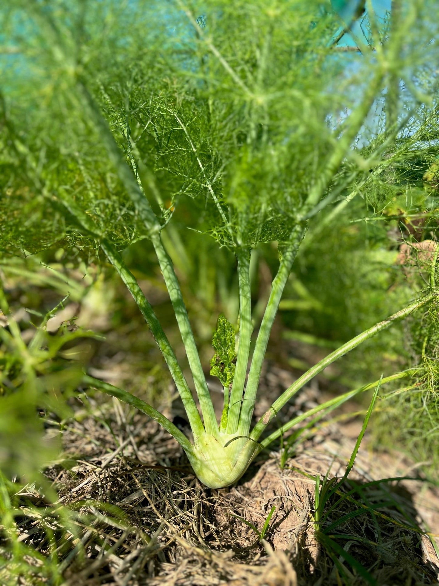 Fennel Head, no Leaves, Organic 250g. - Real - Food.shop