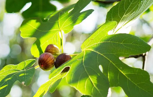 Figs, Thai, fresh, ca. 500 g, grown according to organic standart - Real - Food.shop