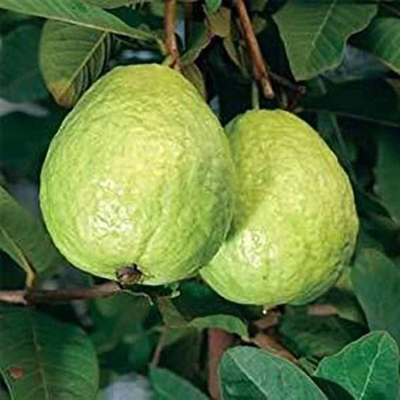 Guava, organic, ca. 1kg - Real - Food.shop