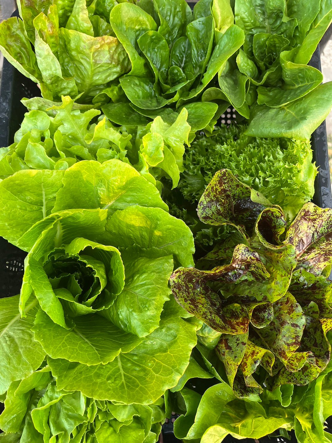 Lettuce, organic, seasonal mix, ca. 250 g, - Real - Food.shop