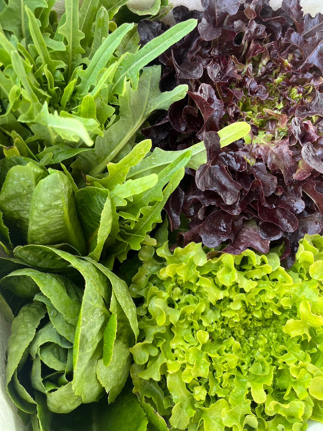 Lettuce, organic, seasonal mix, ca. 250 g, - Real - Food.shop