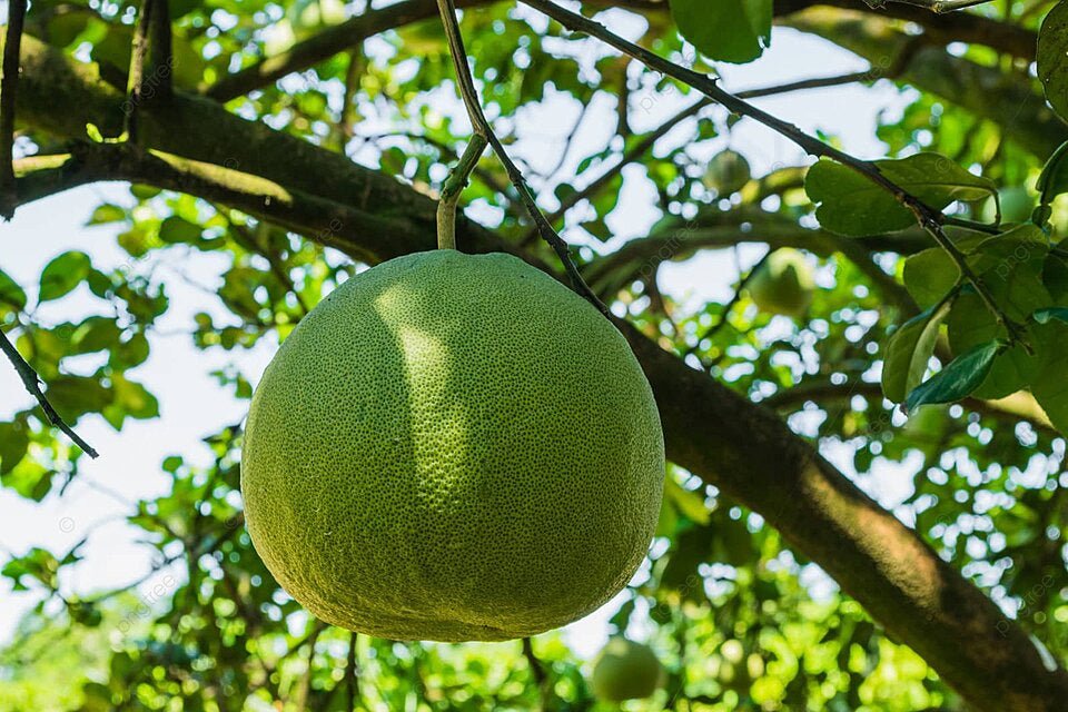 Pomelo Organic Pc. ca. 2kg - Real - Food.shop