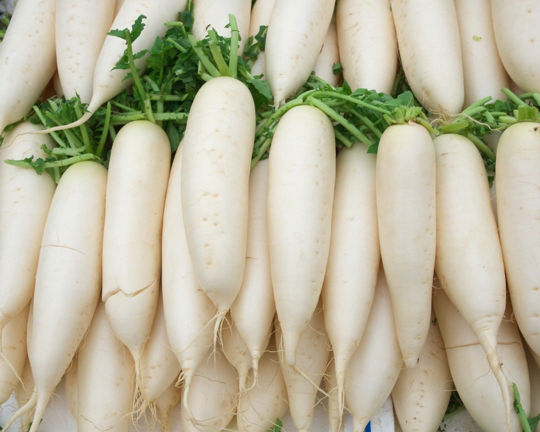 Radish, white, organic, 1 pc is ca. 500 g - Real - Food.shop