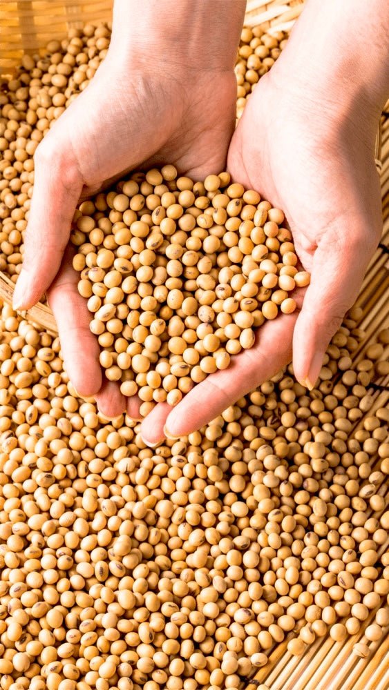 Soy Bean Organic, 250g - Real - Food.shop