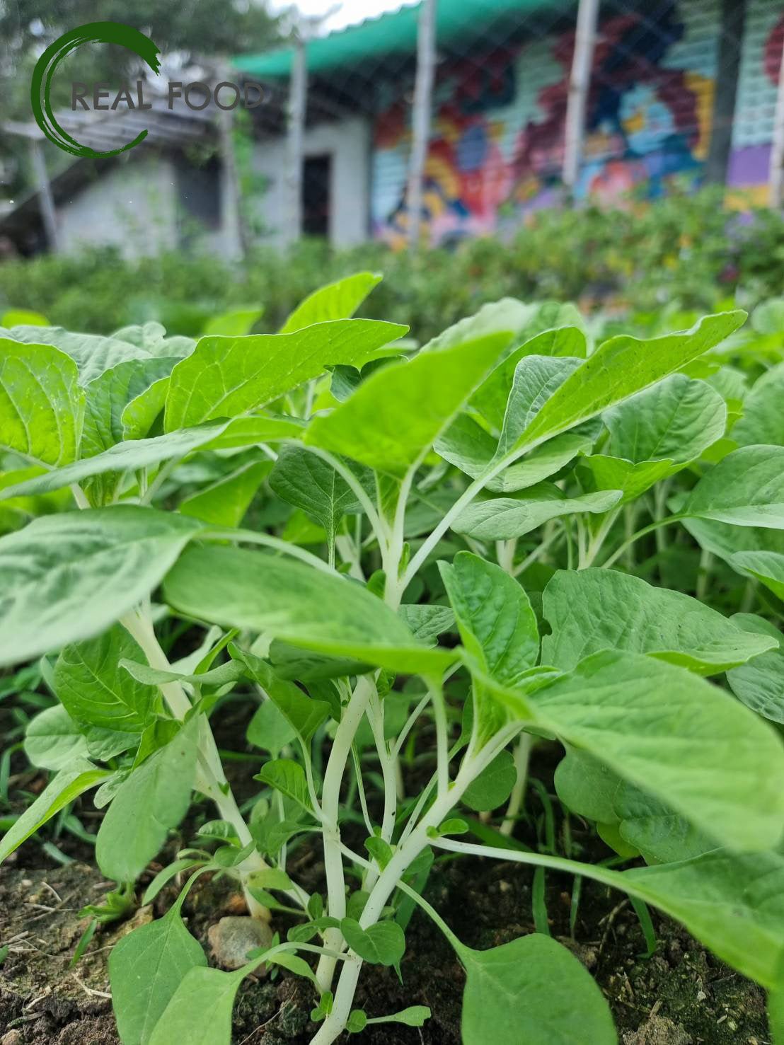 Spinach, organic, ca. 200 g - Real - Food.shop