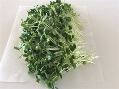 Sunflower Sprouts, organic, ca, 100 g - Real - Food.shop