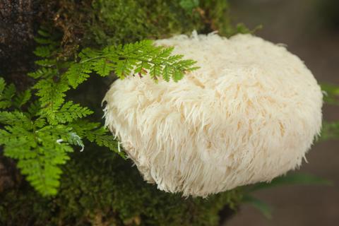 Yamabushitake Mushroom (Lion’s Mane) 100% natural supplement - Real - Food.shop