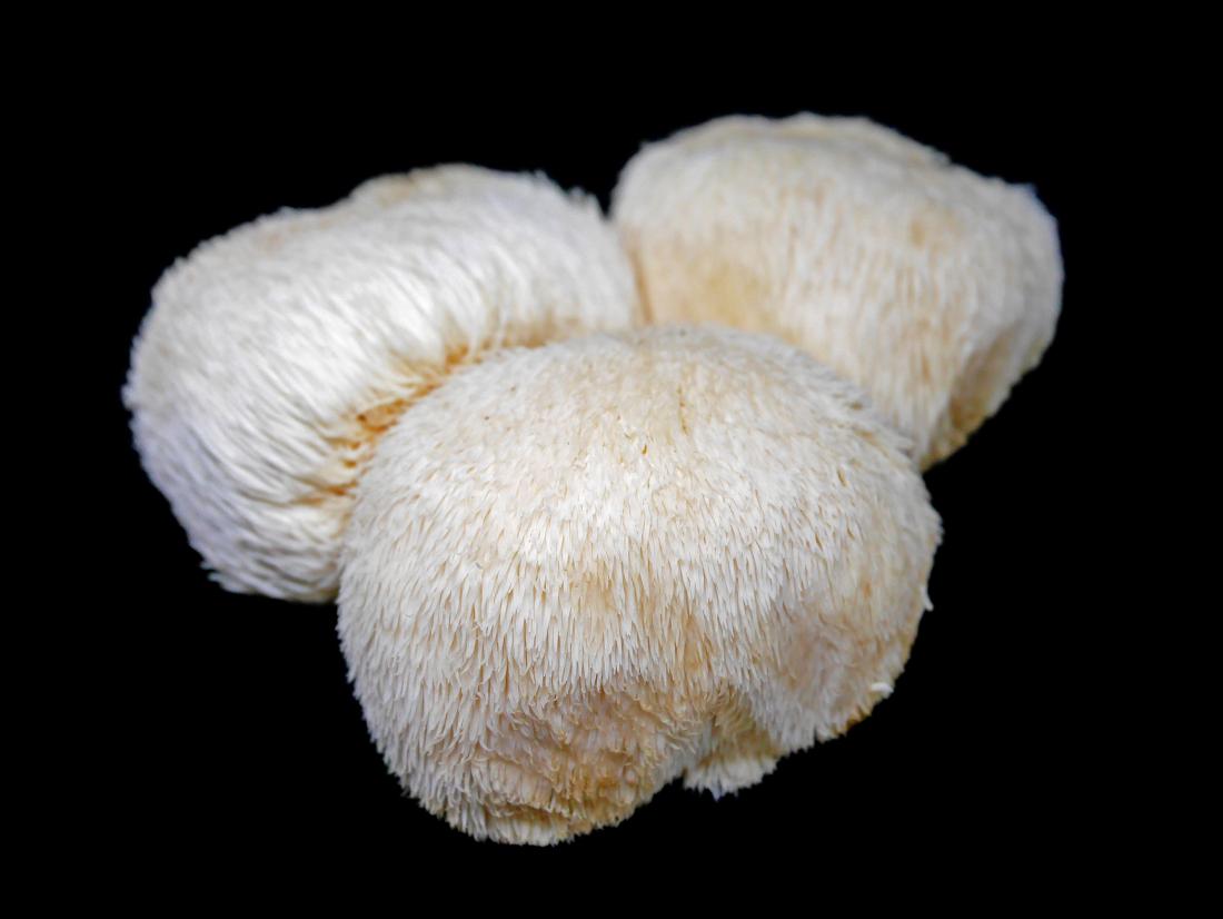 Yamabushitake Mushroom (Lion’s Mane) 100% natural supplement - Real - Food.shop