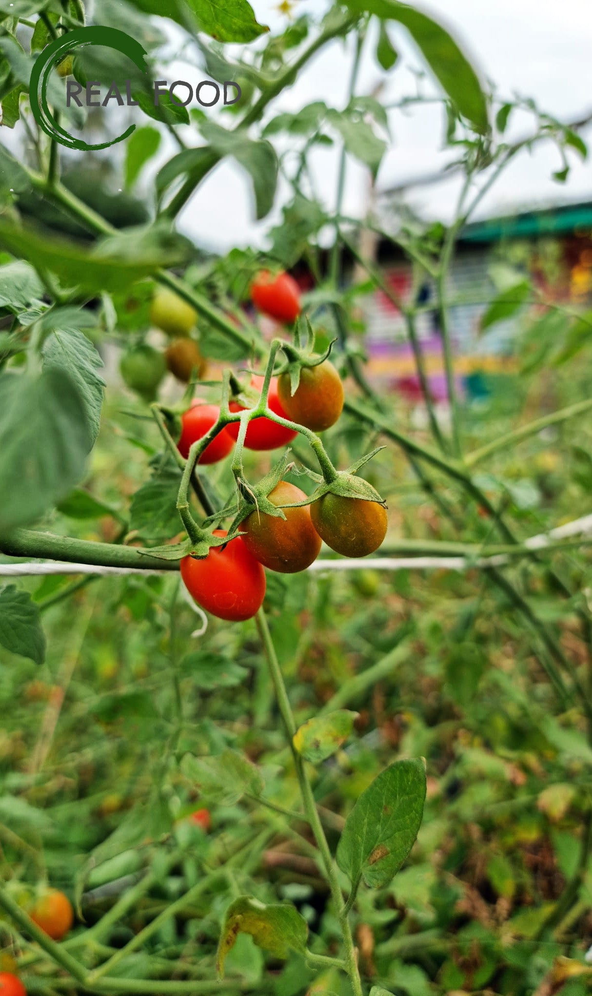 Tomatoes, Red, Cherry, organic, ca. 200 g